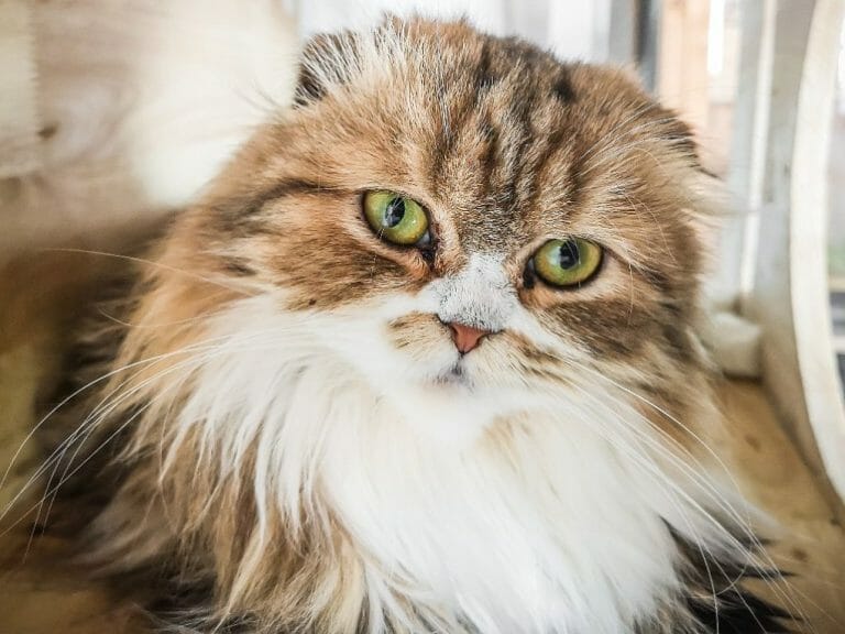 Birman vs. Persian Cat: Everything You Should Know When Choosing Between These Two Breeds