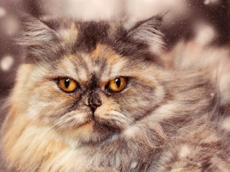 Persian Cat vs. Maine Coon: A Comparison Guide for Cat Enthusiasts