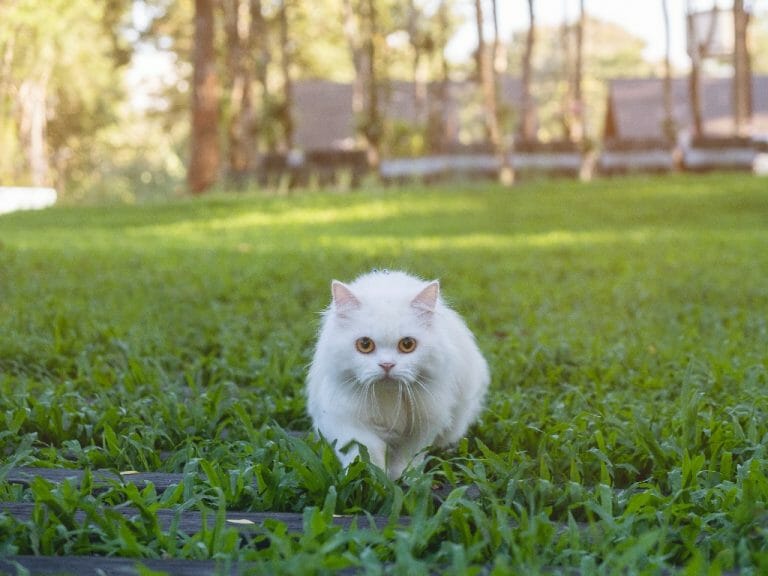 Are Persian Cats Friendly: Understanding the Personality of This Breed and How They Behave As Family Pets