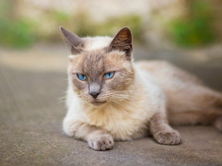 Siamese Cat vs. Persian Cat: Get to Know the Right Cat for You