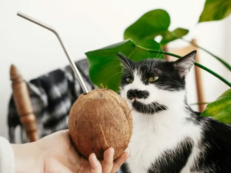 Can Cats Drink Coconut Water: Effects of Giving Coconut Water to Cats
