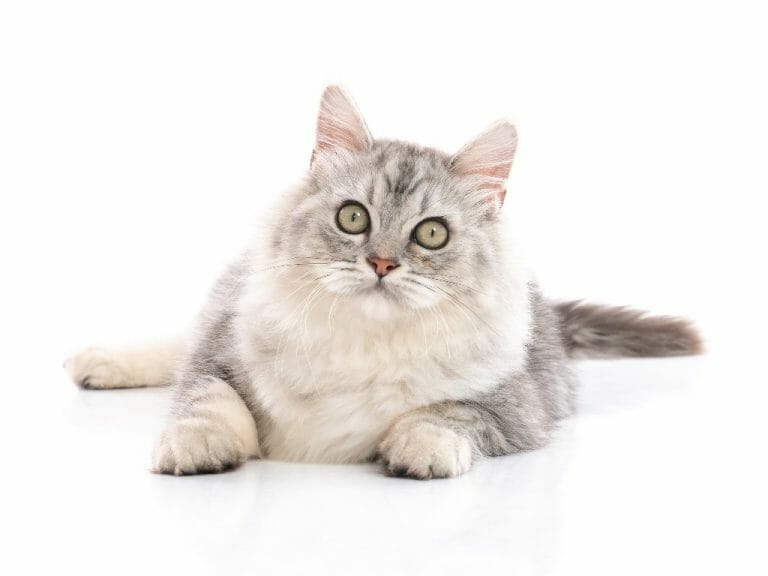 How to Care for a Persian Cat: Tips in Caring for This Breed at Home