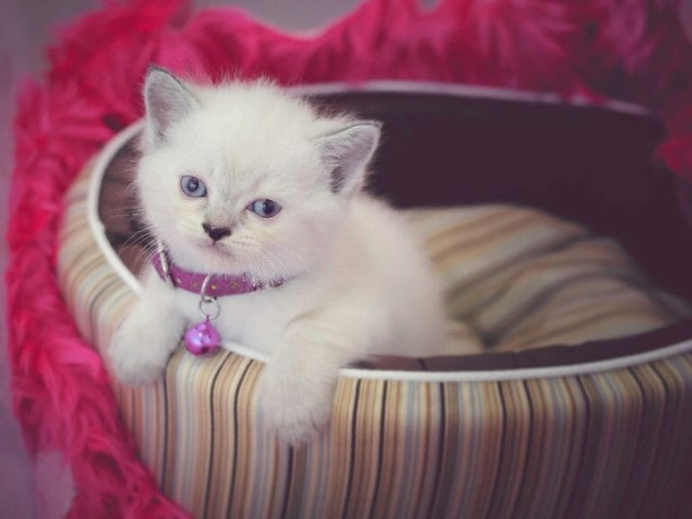 Are Ragdoll Cats Expensive: The Cost of Owning This Feline Breed