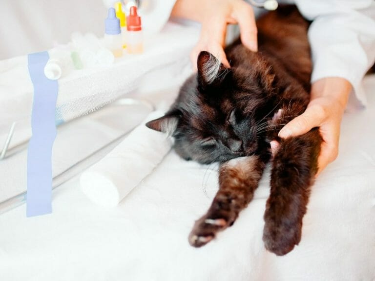 Cat Euthanasia Cost What Do You Need to Know About Cat Euthanasia