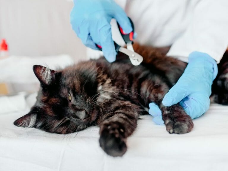 How to Groom a Persian Cat: Ways to Care for Your Pet’s Fur and Some Cleaning Tips for This Breed