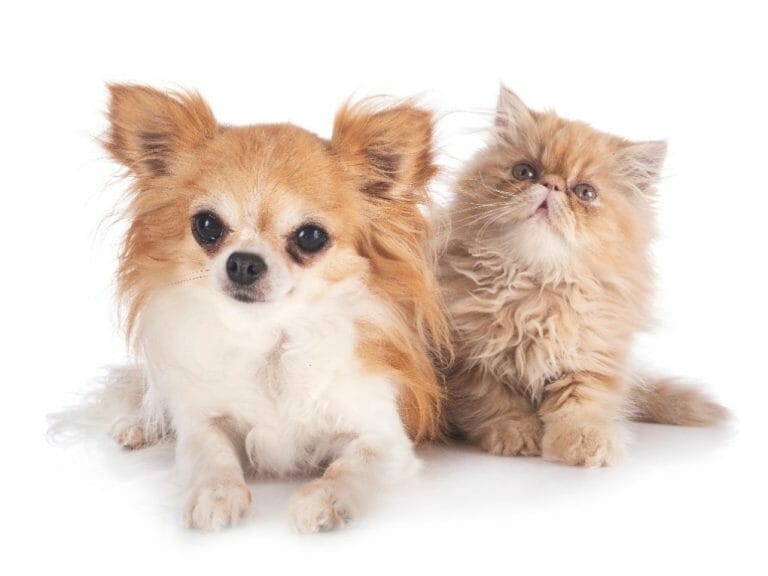 Do Persian Cats Get Along With Dogs: Persian Cats and Dogs As Companions