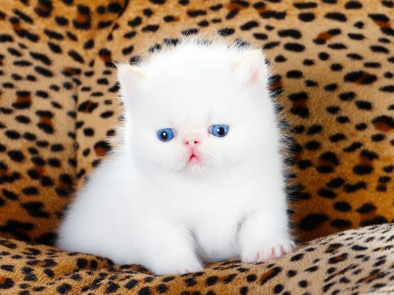 How Much Is a White Persian Cat: Factors Affecting the Price of This Pet