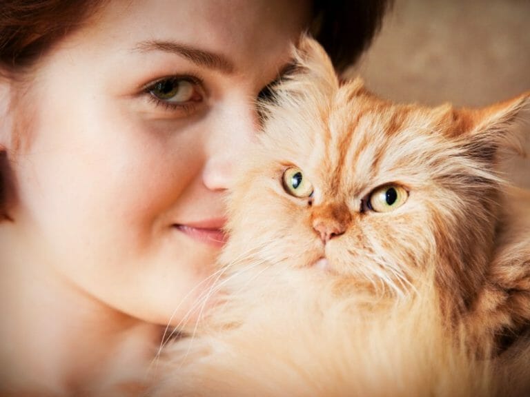 Are Persian Cats Hypoallergenic: Managing Your Cat’s Allergies