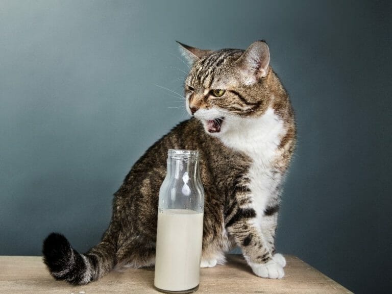 Can Cats Drink Goat Milk: Benefits, Risks, and Ways to Give Your Cat Goat Milk