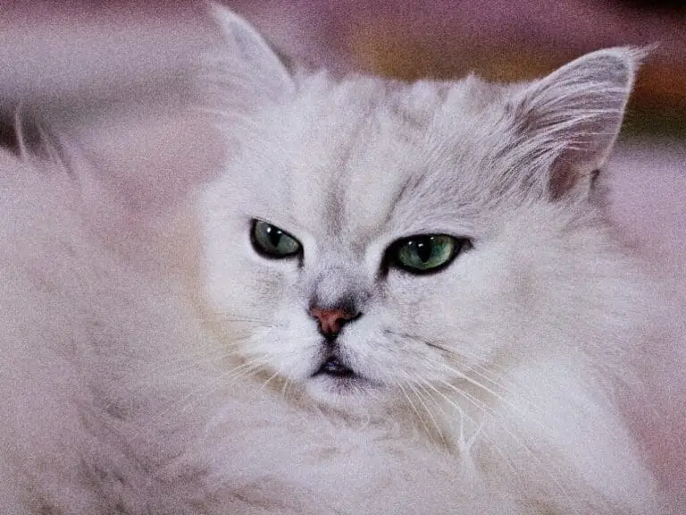 White Persian Cat: Everything You Need to Know About This Special Feline