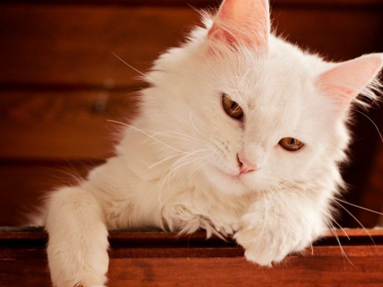 Are Persian Cats Lazy: The Reasons Behind a Persian Cat’s Laziness