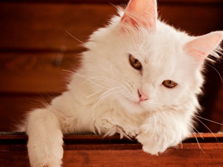 Persian Cat Male vs. Female: The Differences Between This Breed’s Genders