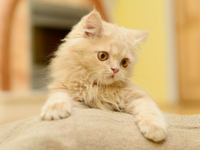 Are Persian Cats Playful: Encouraging Your Persian Cats to Play More