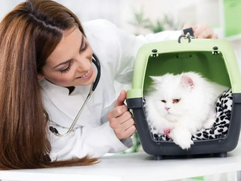 Do Persian Cats Have Health Problems: List of Health Problems in Persian Cats and How to Deal With Them