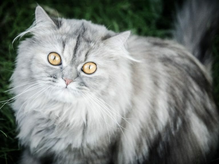 Are Persian Cats Expensive: Cost of Owning a Persian Cat