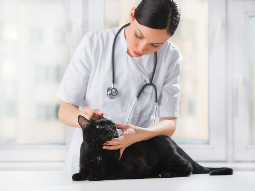 Cat Euthanasia Cost What Do You Need to Know About Cat Euthanasia