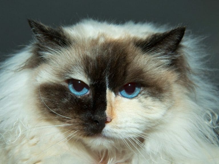 Do Ragdoll Cats Like Water: Bathing Your Ragdoll Cats