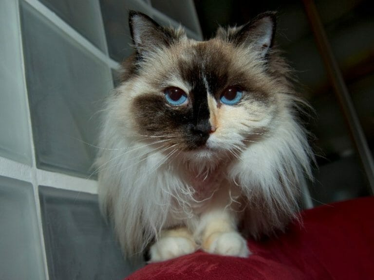 Where Do Ragdoll Cats Come From: Getting to Know the Ragdoll Cats