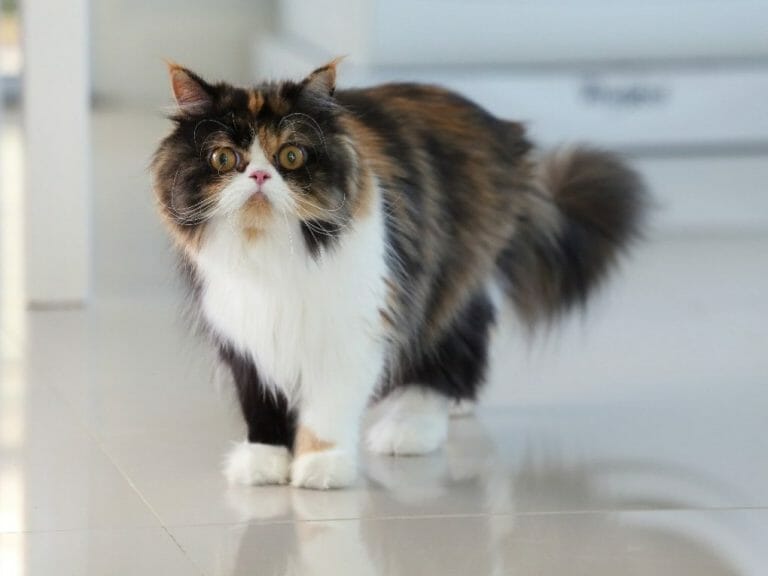 How Often Should Persian Cats Be Groomed: Tips on Grooming a Persian Cat