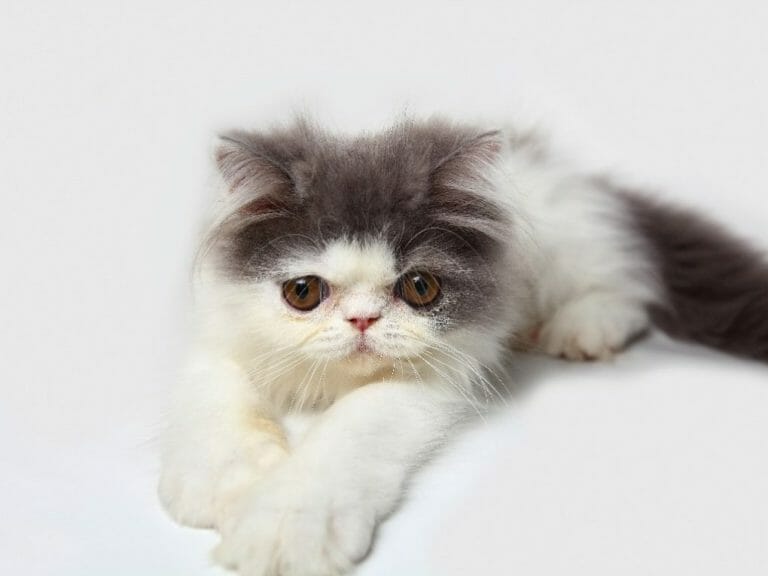 What Is a White Persian Cat Called: Everything You Need to Know About the Coat Patterns and Colors of This Feline