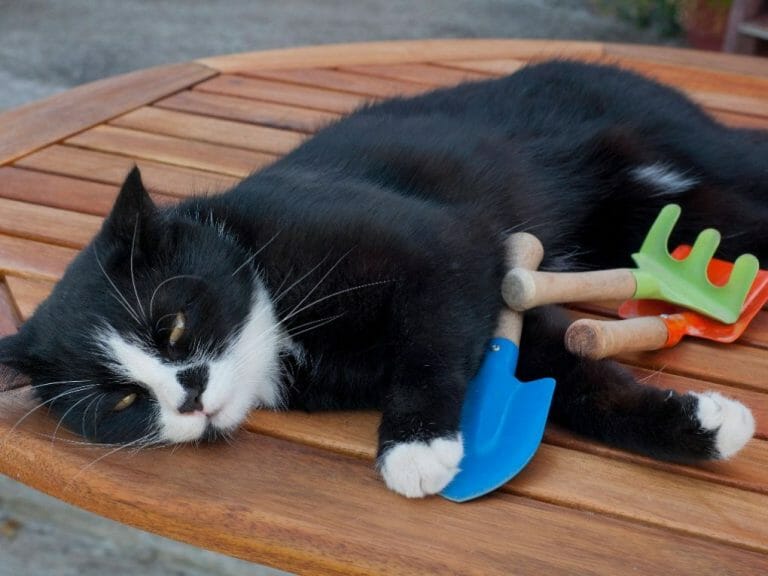 How to Wash Cat Toys: Tips to Clean Your Cat’s Toys Properly