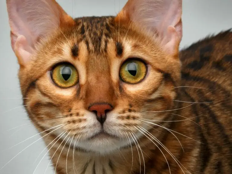 How Much Does Bengal Cat Cost: Cost of Owning a Bengal Cat