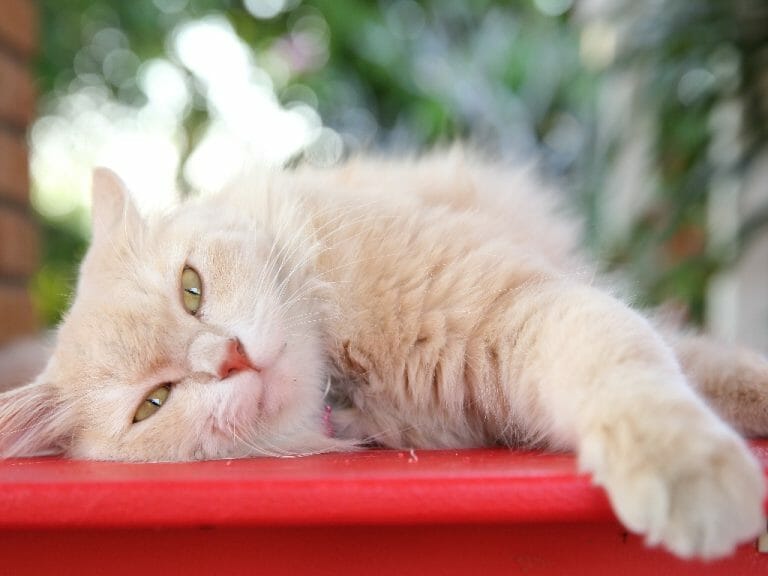 Can Persian Cats Eat Ice Cream: What You Need to Know About Persian Cats and Ice Cream