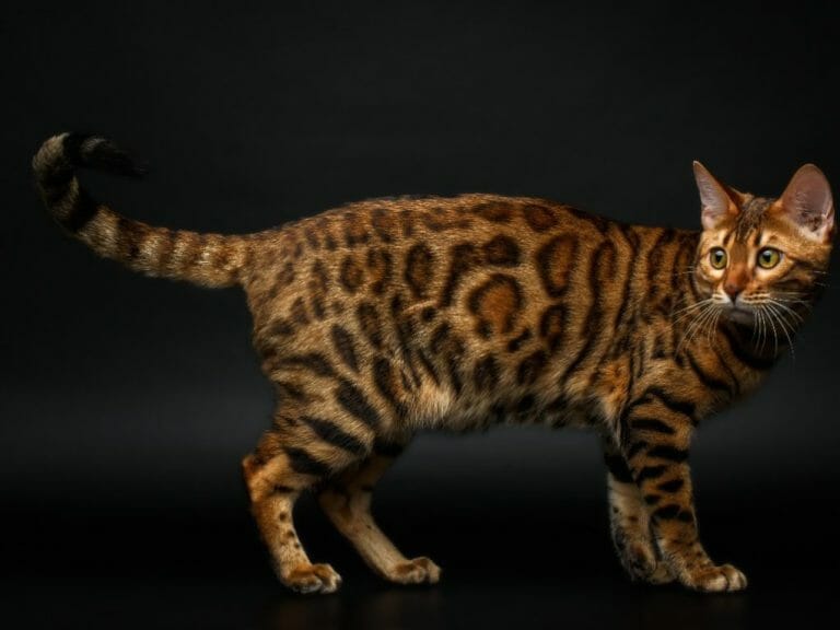 Are Bengal Cats Dangerous: Reasons This Breed May Act Up and How to Prevent Injuries From Aggression