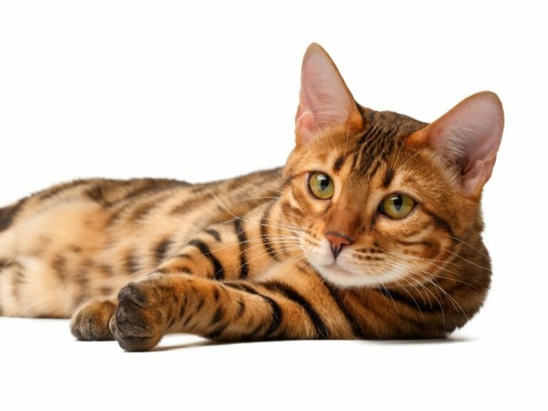 Do Bengal Cats Like Water: Understanding This Breed’s Water Affinity and How to Keep Them Safe When Playing