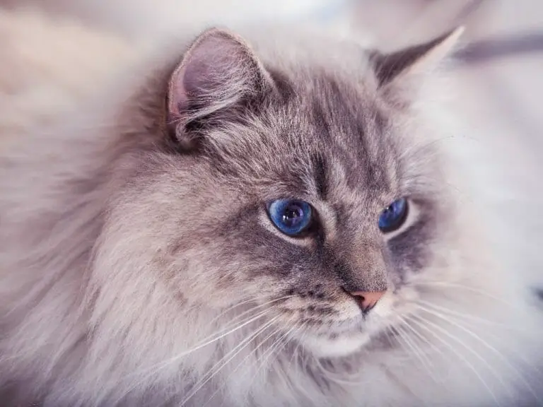Are Ragdoll Cats Hypoallergenic: Understanding Cat Allergies and Ways to Reduce Allergens From This Breed