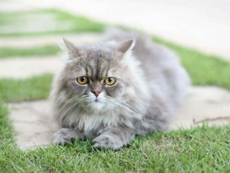 Why Does My Persian Cat Keep Meowing: Understanding Why Persian Cat Meows