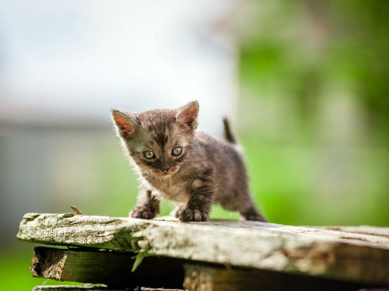 Can Persian Cats Fly: Understanding the Dangers of Air Travel With This Breed and Some Tips in Flying Your Cat