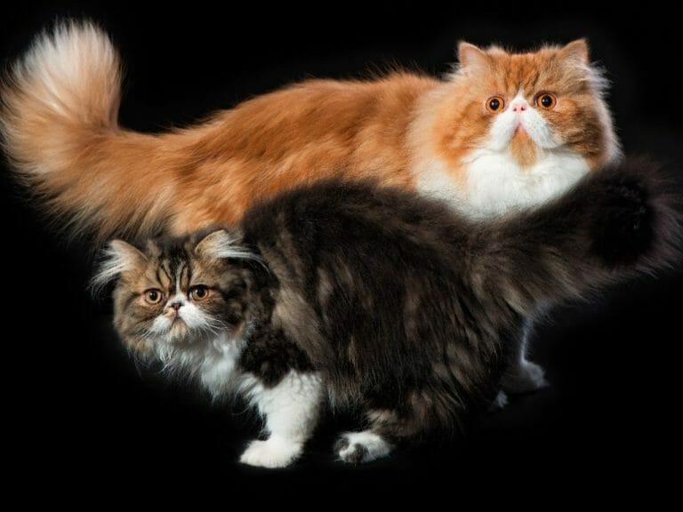 Why Do Persian Cats Look Angry: Persian Cat’s Mean Face and Behavior