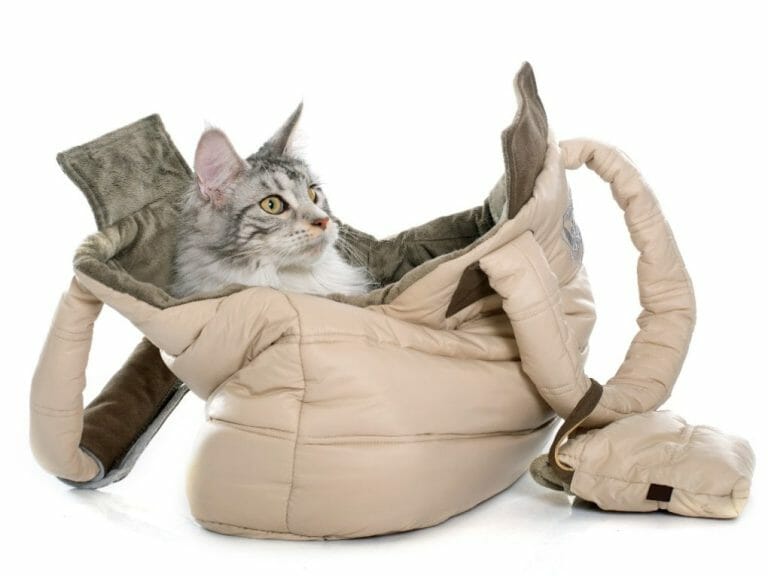 How to Carry a Cat in a Bag: Tips When Choosing a Carrier or Backpack for Cats