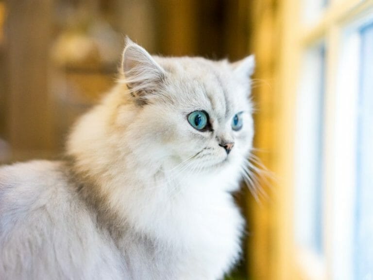 Do Persian Cats Need Haircuts: Tips When Grooming Your Persian Cat