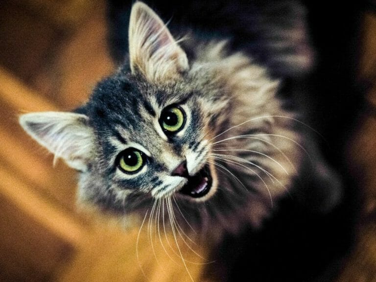 Can Persian Cats Eat Human Food: 13 Safe Human Foods for Your Feline Pet