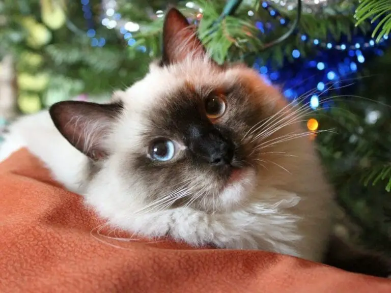 Do Ragdoll Cats Shed: How to Reduce Shedding in This Feline Breed