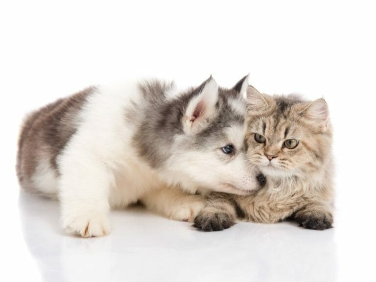 Why Do Persian Cats Bite: Factors of Biting in Persian Cats and How to Deal With It