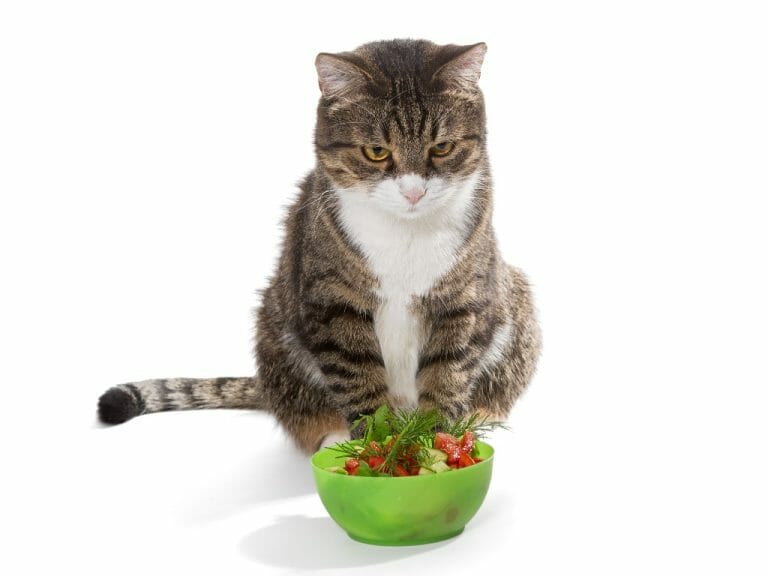Can Persian Cats Eat Fruit: Understanding Your Pet’s Nutritional Needs