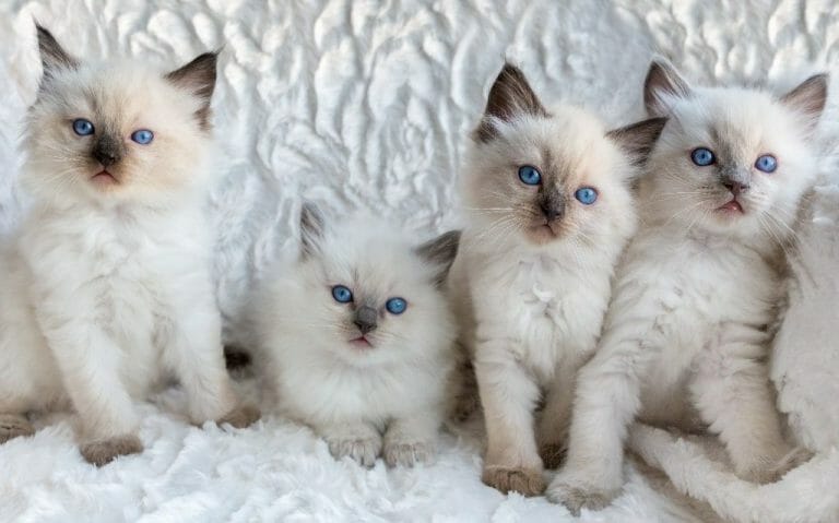 Are Ragdolls Vocal: Common Meowing Reasons and Types You Should Be Aware of