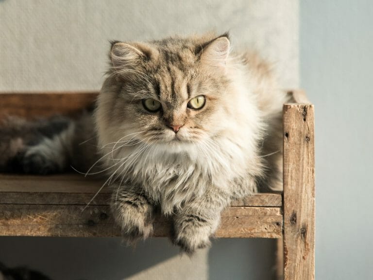 Why Does My Persian Cat Snort: 11 Reasons Why Your Feline Pet Is Snorting and How to Prevent It