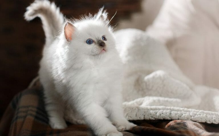 How Old Do Ragdoll Cats Live: Factors Affecting Your Cat’s Lifespan and Tips to Prolong It