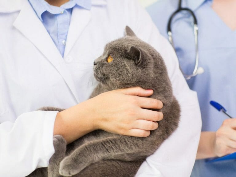 Cat Euthanasia Cost What Do You Need to Know About Cat Euthanasia