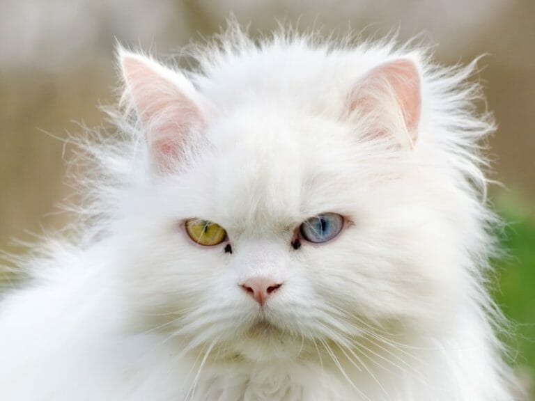 Turkish Angora vs. Persian Cat: Differences Between These Breeds Every Cat Lover Should Know