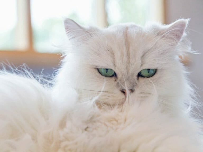 Do Persian Cats Shed: Reasons for Shedding and How to Deal With It