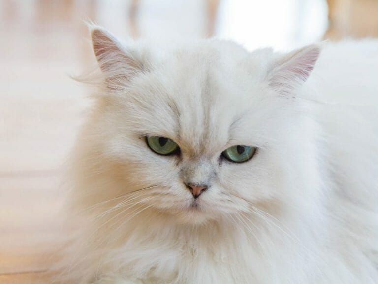 Persian Cat vs. Ragdoll: A Comparison Guide for Pet Lovers Considering These Breeds
