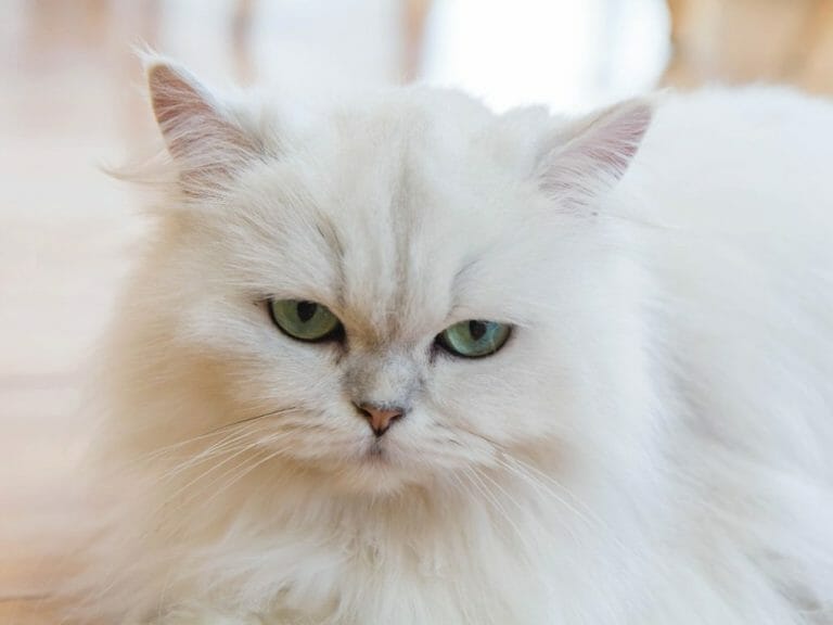 Do Persian Cats Have Breathing Problems: Health Problems of Persian Cats and How to Take Care of Them