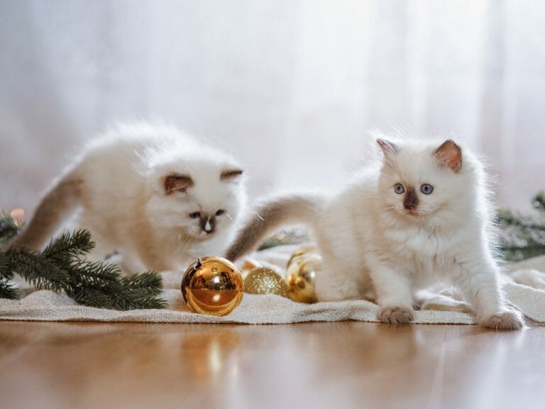 How Much for Ragdoll Kittens: Price Range and Estimated Monthly Costs