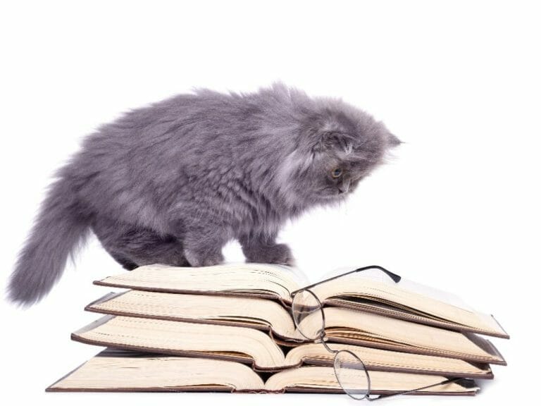 Are Persian Cats Smart: How Intelligent Is Your Persian Cat