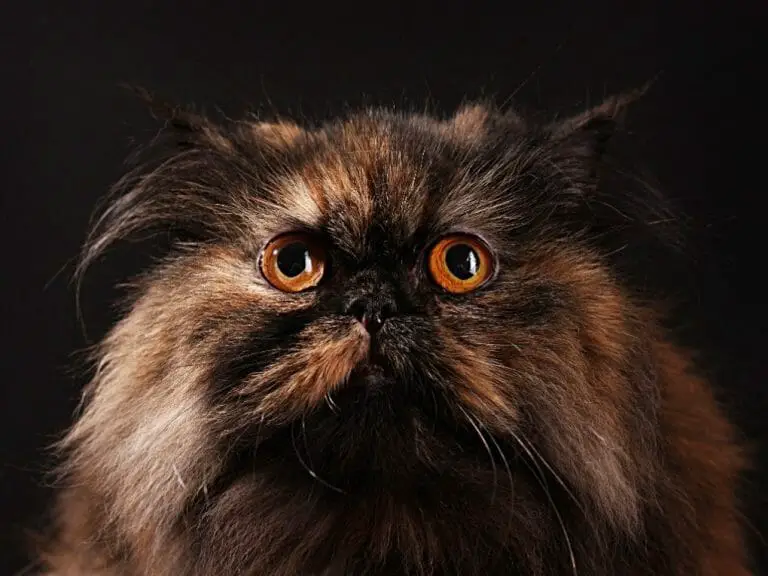 Why Do Persian Cats Have Flat Faces: List of Cat Breeds With Flat Faces